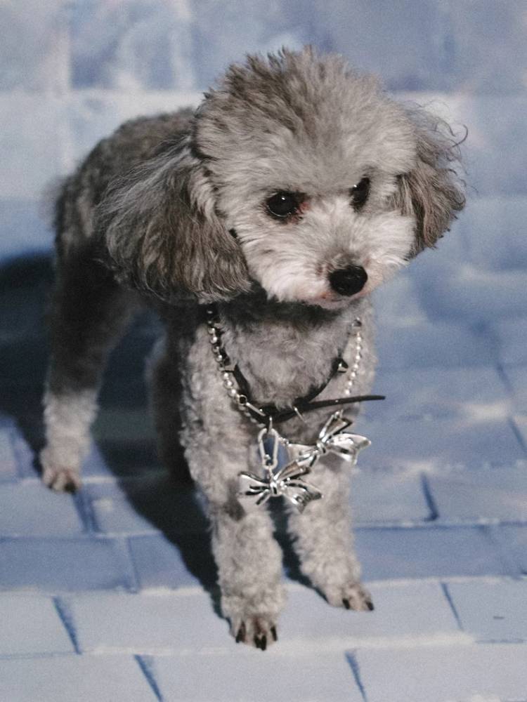 Retro silver ribbon earrings + necklace + pendant【s0000008374】